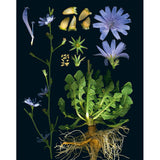 100 Plants That Heal