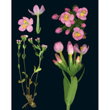 100 Plants That Heal