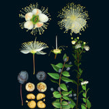100 Plants That Heal