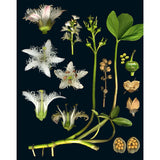 100 Plants That Heal